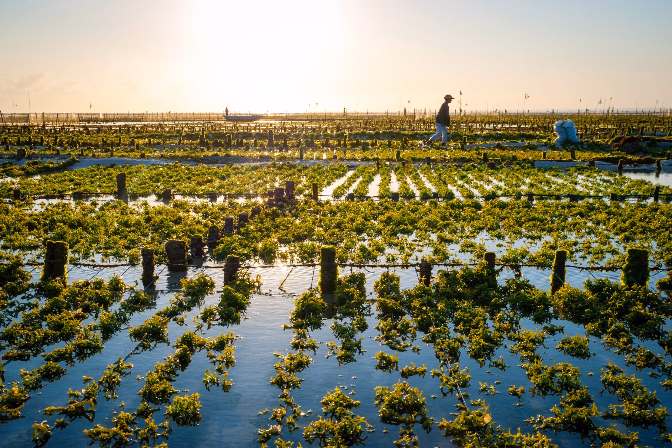 Algae Farm